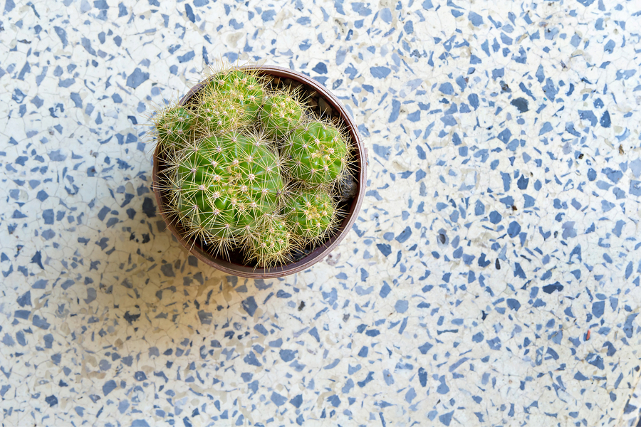 Cactus in small flowerpot on terrazzo floor